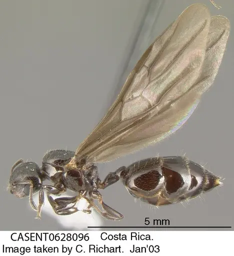 Crematogaster erecta specimen CASENT0628096 image casent0628096_2