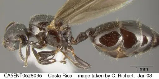 Crematogaster erecta specimen CASENT0628096 image casent0628096_3