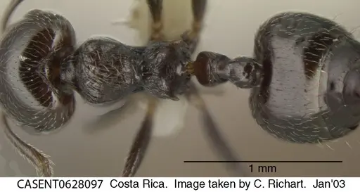 Crematogaster erecta specimen CASENT0628097 image casent0628097_1