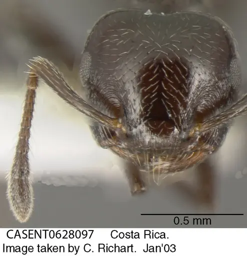 Crematogaster erecta specimen CASENT0628097 image casent0628097_2