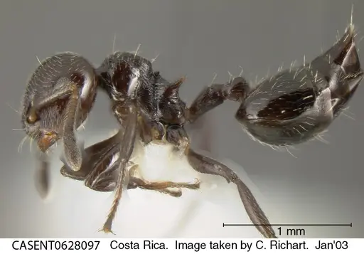 Crematogaster erecta specimen CASENT0628097 image casent0628097_3