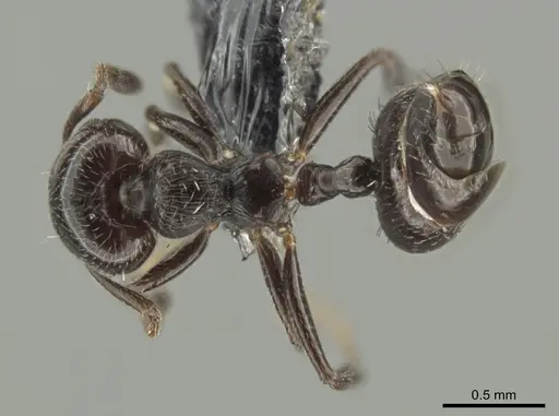 Crematogaster erecta specimen CASENT0649917 image casent0649917_1