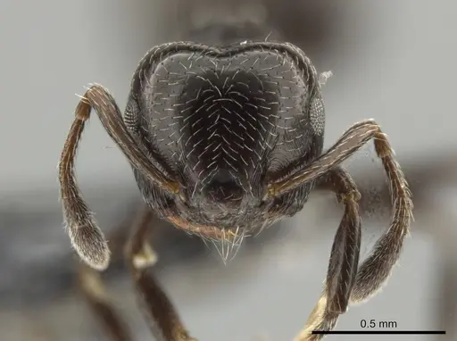 Crematogaster erecta specimen CASENT0649917 image casent0649917_2