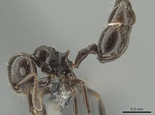 Crematogaster erecta specimen CASENT0649917 image casent0649917_3
