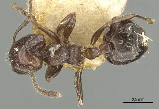 Crematogaster erecta specimen CASENT0902159 image casent0902159_1