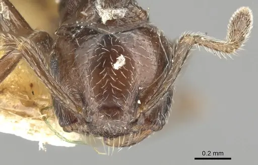 Crematogaster erecta specimen CASENT0902159 image casent0902159_2