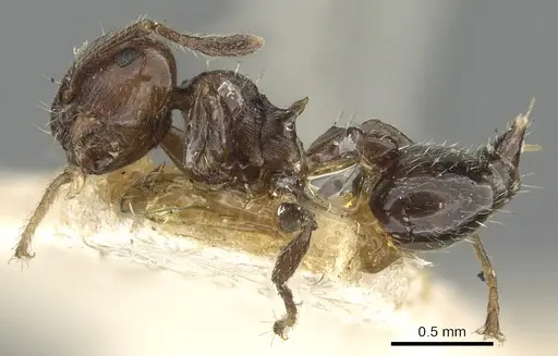 Crematogaster erecta specimen CASENT0902159 image casent0902159_3