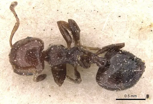 Crematogaster erecta specimen CASENT0908431 image casent0908431_1