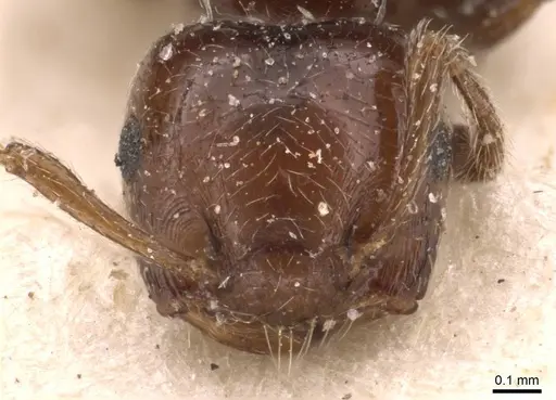 Crematogaster erecta specimen CASENT0908431 image casent0908431_2