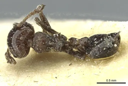 Crematogaster erecta specimen CASENT0912758 image casent0912758_1