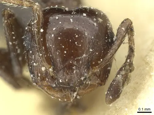 Crematogaster erecta specimen CASENT0912758 image casent0912758_2