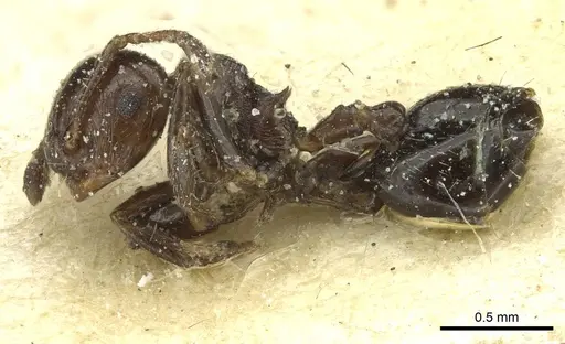 Crematogaster erecta specimen CASENT0912758 image casent0912758_3