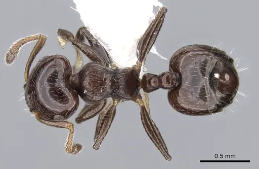 Crematogaster erecta specimen CASENT0914565 image casent0914565_1