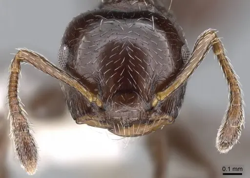 Crematogaster erecta specimen CASENT0914565 image casent0914565_2
