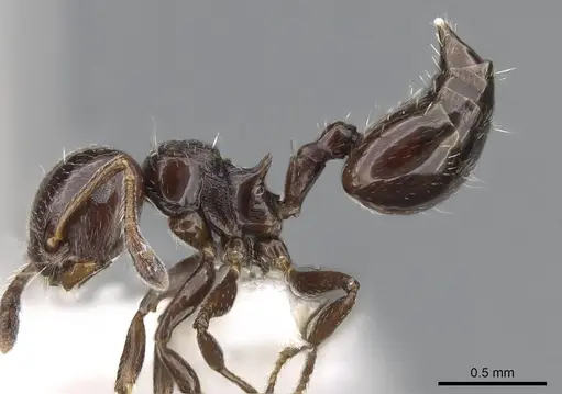 Crematogaster erecta specimen CASENT0914565 image casent0914565_3