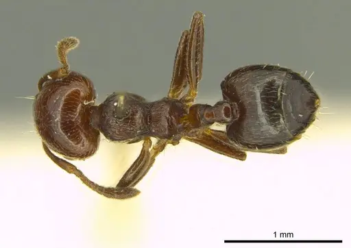 Crematogaster erecta specimen CASENT0919701 image casent0919701_1