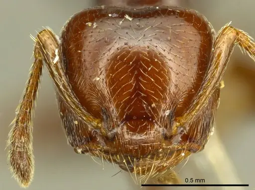 Crematogaster erecta specimen CASENT0919701 image casent0919701_2