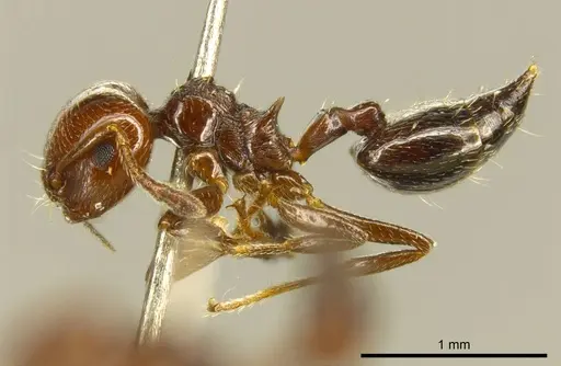 Crematogaster erecta specimen CASENT0919701 image casent0919701_3