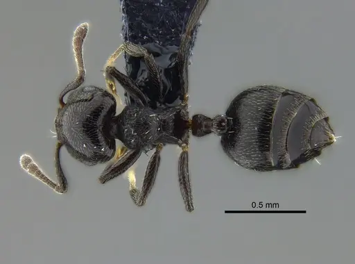 Crematogaster erecta specimen CBUMAGENT41941 image cbumagent41941_1