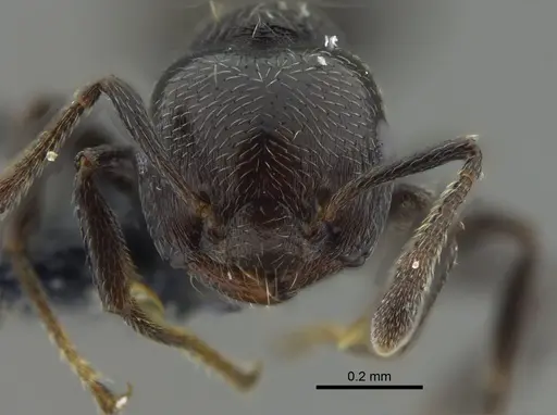Crematogaster erecta specimen CBUMAGENT41941 image cbumagent41941_2