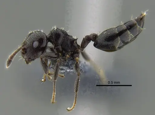 Crematogaster erecta specimen CBUMAGENT41941 image cbumagent41941_3