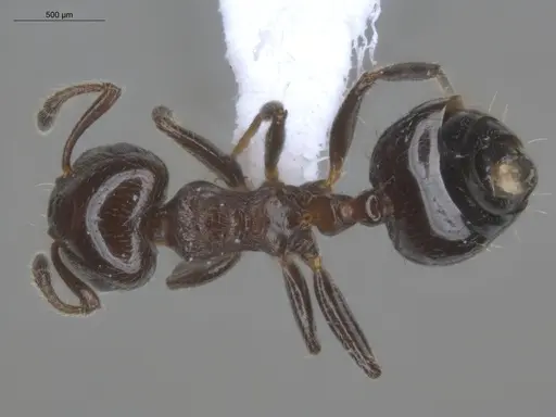 Crematogaster erecta specimen ECOFOG-BUG-0411-19 image ecofog-bug-0411-19_1