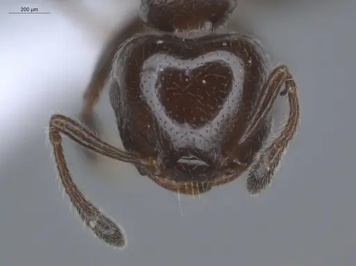 Crematogaster erecta specimen ECOFOG-BUG-0411-19 image ecofog-bug-0411-19_2