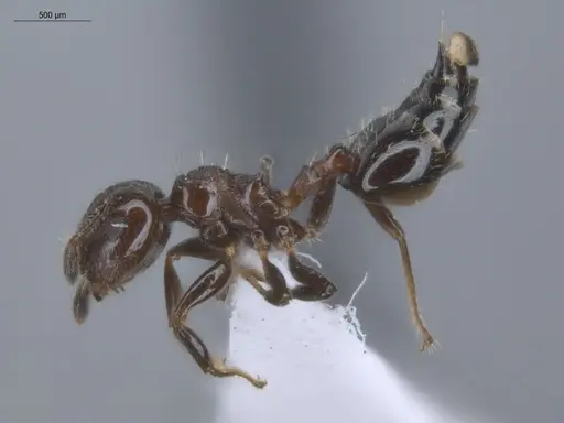 Crematogaster erecta specimen ECOFOG-BUG-0411-19 image ecofog-bug-0411-19_3