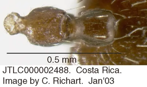 Crematogaster erecta specimen JTLC000002488 image jtlc000002488_1