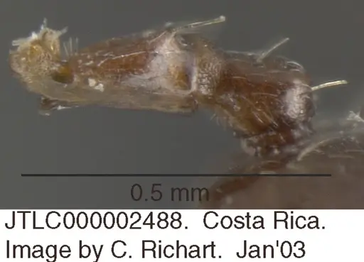 Crematogaster erecta specimen JTLC000002488 image jtlc000002488_2