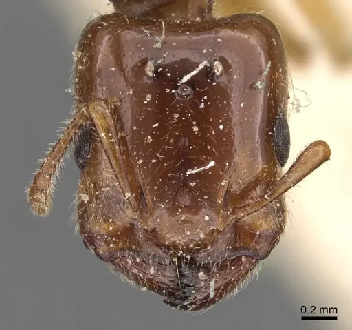 Crematogaster eurydice specimen CASENT0908596 image casent0908596_2