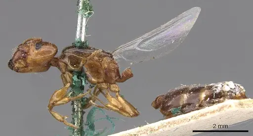 Crematogaster eurydice specimen CASENT0908596 image casent0908596_3