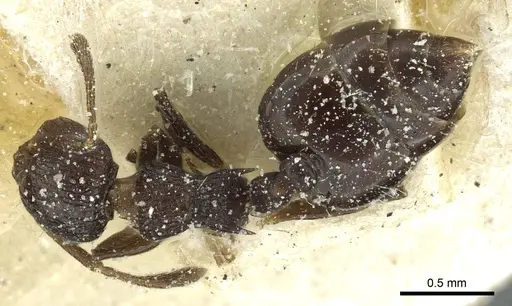 Crematogaster euterpe specimen CASENT0912742 image casent0912742_1