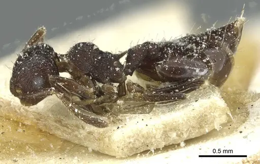 Crematogaster euterpe specimen CASENT0912742 image casent0912742_3