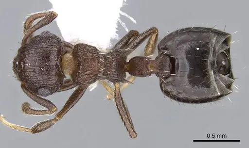 Crematogaster euterpe specimen CASENT0914563 image casent0914563_1