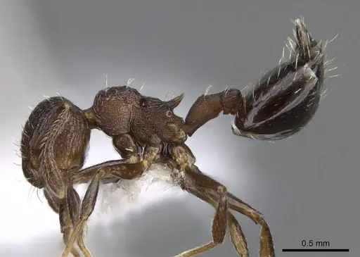 Crematogaster euterpe specimen CASENT0914563 image casent0914563_3