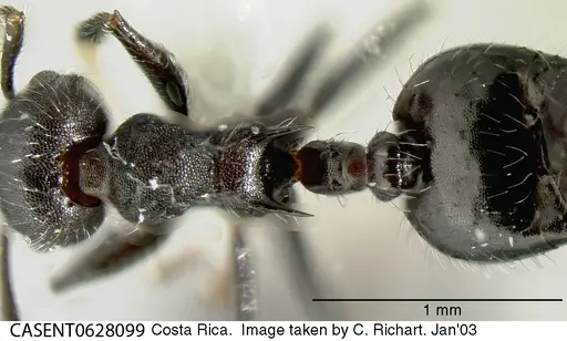 Crematogaster evallans specimen CASENT0628099 image casent0628099_1
