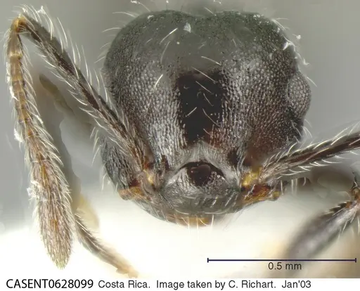 Crematogaster evallans specimen CASENT0628099 image casent0628099_2