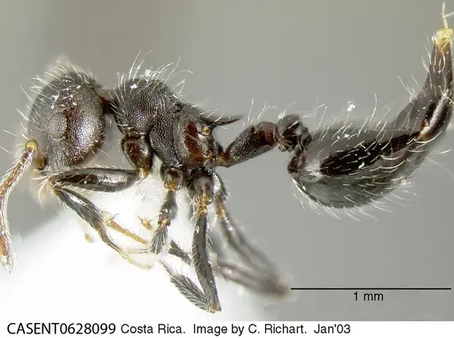 Crematogaster evallans specimen CASENT0628099 image casent0628099_3
