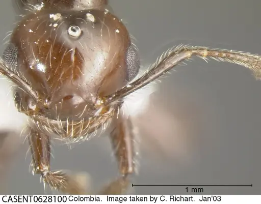 Crematogaster evallans specimen CASENT0628100 image casent0628100_1
