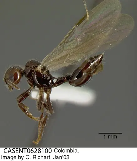 Crematogaster evallans specimen CASENT0628100 image casent0628100_2