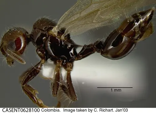 Crematogaster evallans specimen CASENT0628100 image casent0628100_3