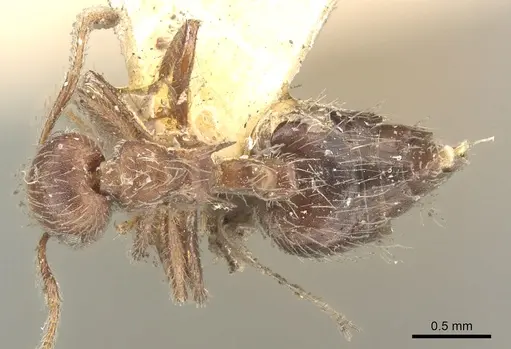 Crematogaster evallans specimen CASENT0902146 image casent0902146_1