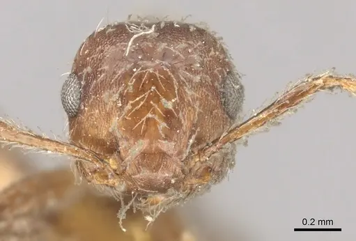 Crematogaster evallans specimen CASENT0902146 image casent0902146_2