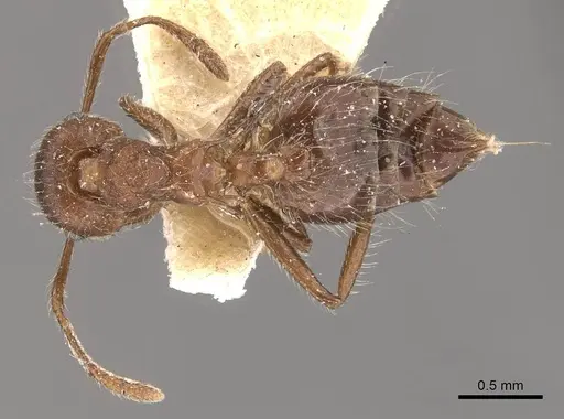 Crematogaster evallans specimen CASENT0908444 image casent0908444_1