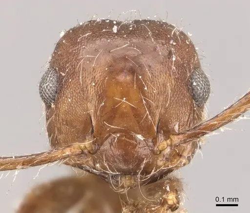 Crematogaster evallans specimen CASENT0908444 image casent0908444_2