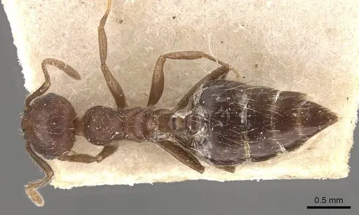Crematogaster evallans specimen CASENT0908445 image casent0908445_1