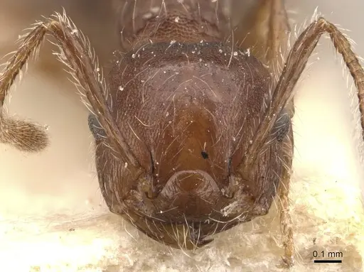 Crematogaster evallans specimen CASENT0908445 image casent0908445_2