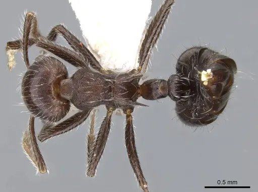 Crematogaster evallans specimen CASENT0914564 image casent0914564_1