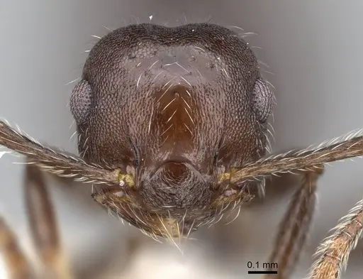 Crematogaster evallans specimen CASENT0914564 image casent0914564_2